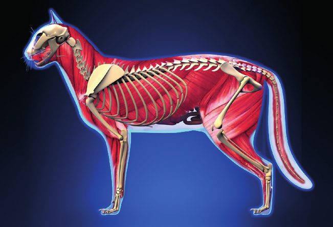 Cat musculature visual