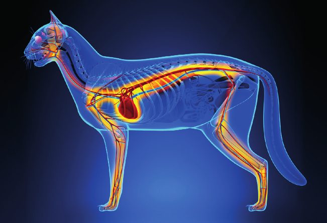 Rayoscan energetic visual of a cat