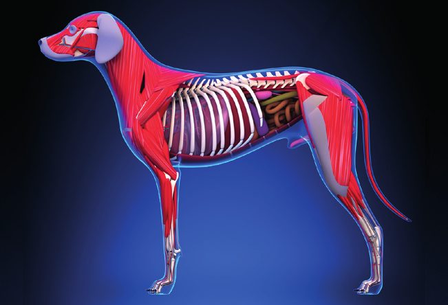 Dog musculoskeletal energetic visual