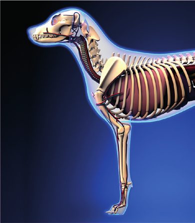 Rayoscan energetic visual of a dog
