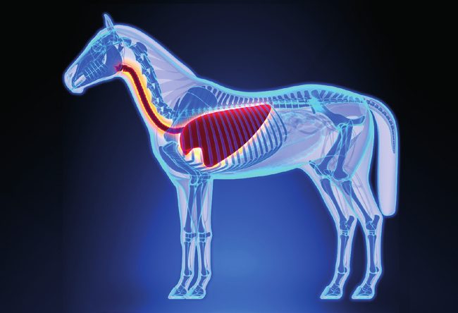 Horse organ system visual