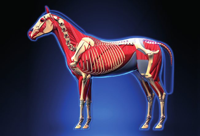 Rayoscan energetic visual of a horse